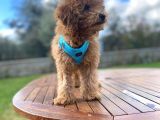 Tüm Eğitimleri Tam 3.5 Aylık Erkek Toy Poodle