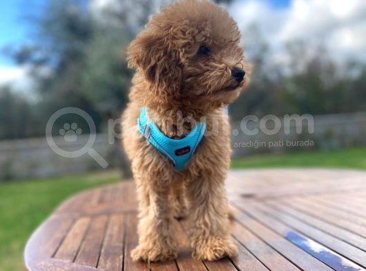 Tüm Eğitimleri Tam 3.5 Aylık Erkek Toy Poodle görsel