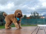 Tüm Eğitimleri Tam 3.5 Aylık Erkek Toy Poodle
