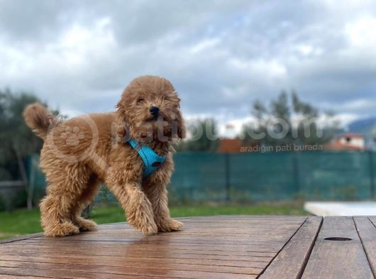 Tüm Eğitimleri Tam 3.5 Aylık Erkek Toy Poodle