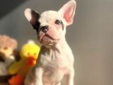 Show Kalitede Erkek Ve Dişi French Bulldog Yavruları