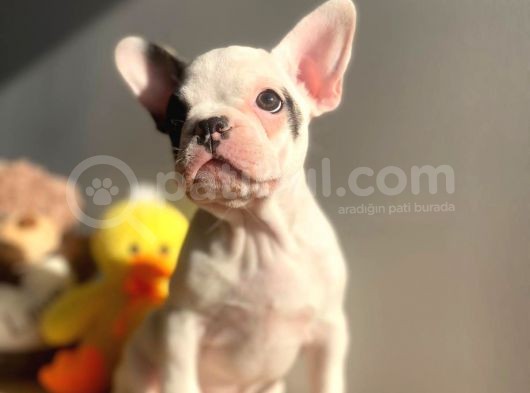 Show Kalitede Erkek Ve Dişi French Bulldog Yavruları görsel