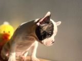 Show Kalitede Erkek Ve Dişi French Bulldog Yavruları