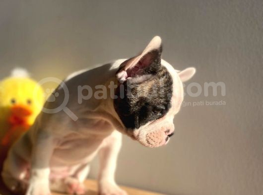 Show Kalitede Erkek Ve Dişi French Bulldog Yavruları görsel