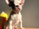 Show Kalitede Erkek Ve Dişi French Bulldog Yavruları