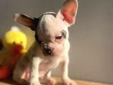 Show Kalitede Erkek Ve Dişi French Bulldog Yavruları