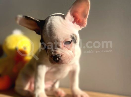 Show Kalitede Erkek Ve Dişi French Bulldog Yavruları görsel