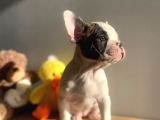 Show Kalitede Erkek Ve Dişi French Bulldog Yavruları