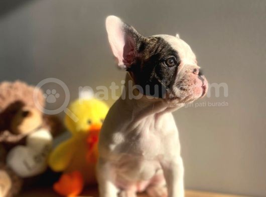 Show Kalitede Erkek Ve Dişi French Bulldog Yavruları görsel