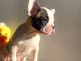 Show Kalitede Erkek Ve Dişi French Bulldog Yavruları