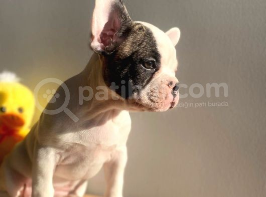 Show Kalitede Erkek Ve Dişi French Bulldog Yavruları görsel