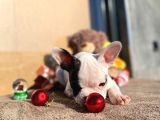 Show Kalitede Erkek Ve Dişi French Bulldog Yavruları