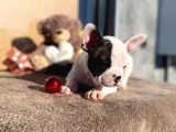 Show Kalitede Erkek Ve Dişi French Bulldog Yavruları