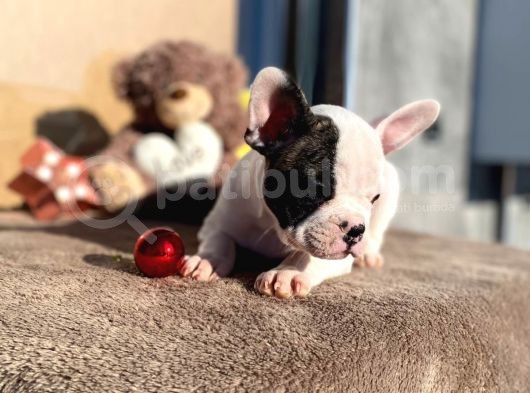 Show Kalitede Erkek Ve Dişi French Bulldog Yavruları görsel