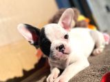 Show Kalitede Erkek Ve Dişi French Bulldog Yavruları