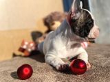Show Kalitede Erkek Ve Dişi French Bulldog Yavruları