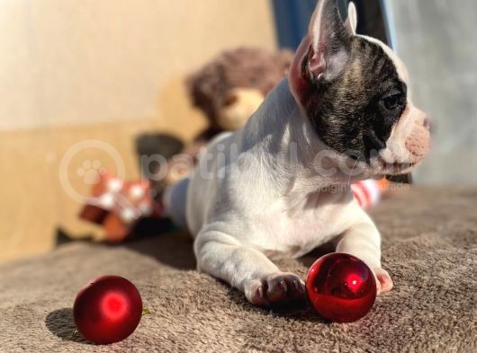 Show Kalitede Erkek Ve Dişi French Bulldog Yavruları görsel