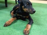 3 Aylık King Doberman Yavruları