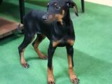 3 Aylık King Doberman Yavruları