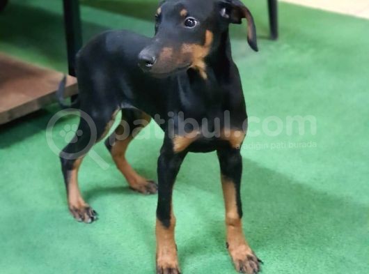 3 Aylık King Doberman Yavruları görsel