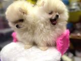 Teddy Face Erkek Ve Dişi Pomeranian Yavruları