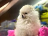 Teddy Face Erkek Ve Dişi Pomeranian Yavruları