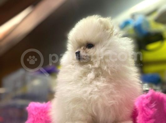 Teddy Face Erkek Ve Dişi Pomeranian Yavruları görsel