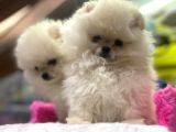 Teddy Face Erkek Ve Dişi Pomeranian Yavruları