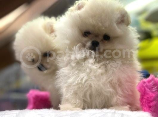 Teddy Face Erkek Ve Dişi Pomeranian Yavruları görsel