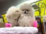 Teddy Face Erkek Ve Dişi Pomeranian Yavruları