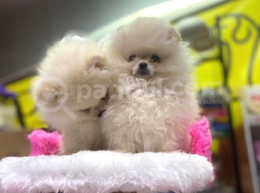 Teddy Face Erkek Ve Dişi Pomeranian Yavruları görsel