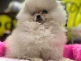 Teddy Face Erkek Ve Dişi Pomeranian Yavruları