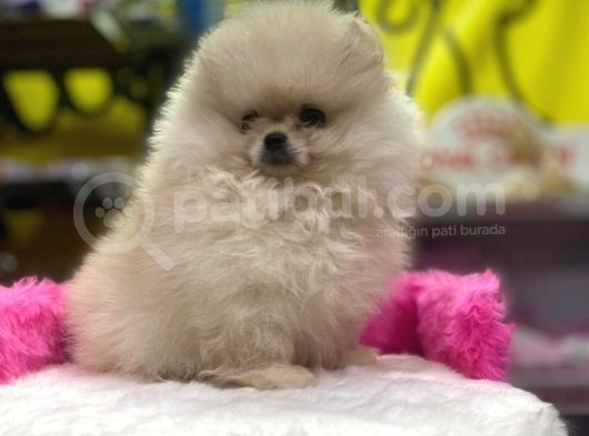 Teddy Face Erkek Ve Dişi Pomeranian Yavruları görsel