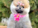 Show Kalitede Erkek Ve Dişi Pomeranian Yavruları