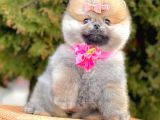 Show Kalitede Erkek Ve Dişi Pomeranian Yavruları