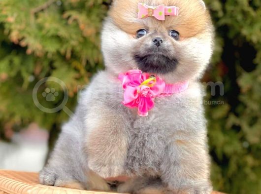 Show Kalitede Erkek Ve Dişi Pomeranian Yavruları görsel