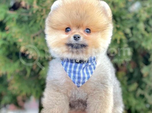 Show Kalitede Erkek Ve Dişi Pomeranian Yavruları görsel