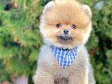 Show Kalitede Erkek Ve Dişi Pomeranian Yavruları