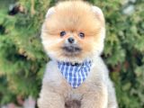 Show Kalitede Erkek Ve Dişi Pomeranian Yavruları