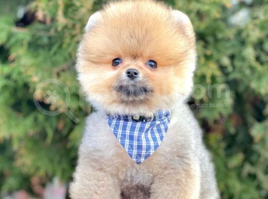 Show Kalitede Erkek Ve Dişi Pomeranian Yavruları görsel