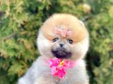 Show Kalitede Erkek Ve Dişi Pomeranian Yavruları