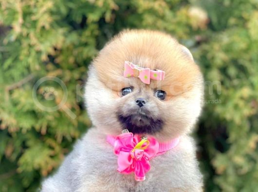 Show Kalitede Erkek Ve Dişi Pomeranian Yavruları görsel