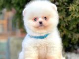 Show Kalitede Erkek Ve Dişi Pomeranian Yavruları