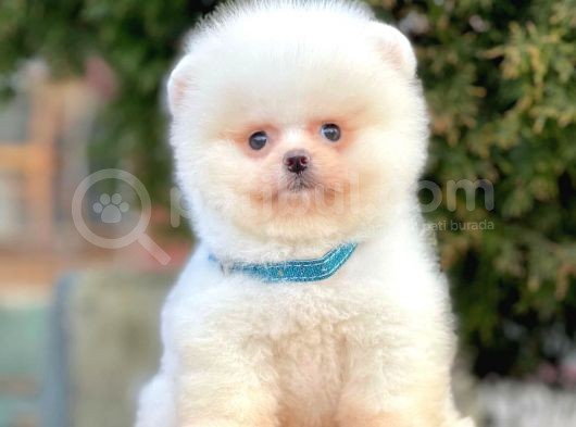 Show Kalitede Erkek Ve Dişi Pomeranian Yavruları görsel