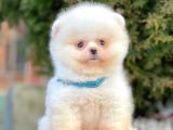 Show Kalitede Erkek Ve Dişi Pomeranian Yavruları