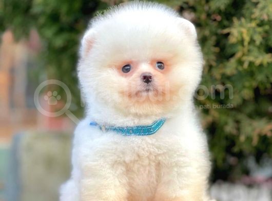 Show Kalitede Erkek ve Dişi Pomeranian Yavruları