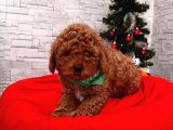 Show Kalite Erkek Ve Dişi Red Brown Toy Poodle Yavrular