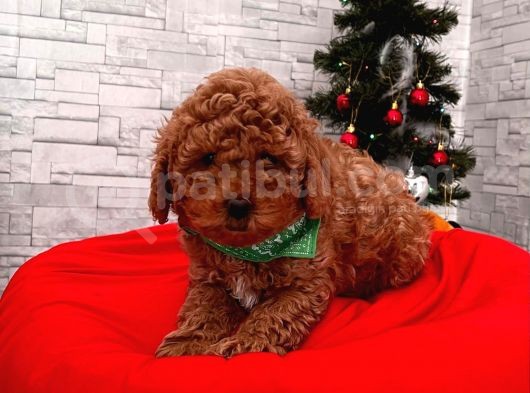 Show Kalite Erkek Ve Dişi Red Brown Toy Poodle Yavrular görsel