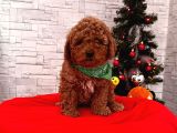 Show Kalite Erkek Ve Dişi Red Brown Toy Poodle Yavrular