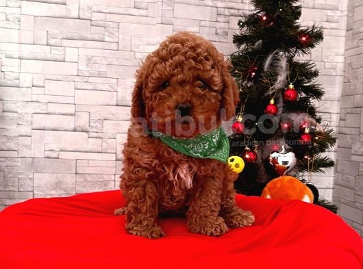 Show Kalite Erkek Ve Dişi Red Brown Toy Poodle Yavrular görsel